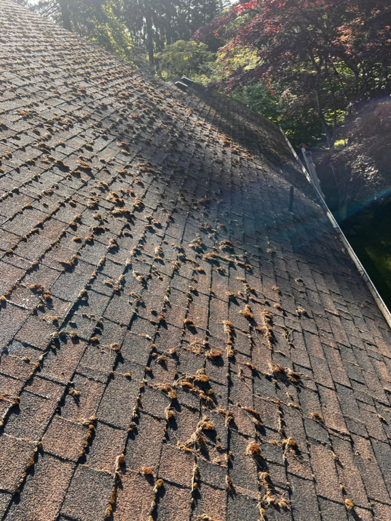 Roof Cleaning